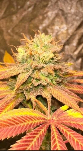 Smoke Trails van Karma Genetics