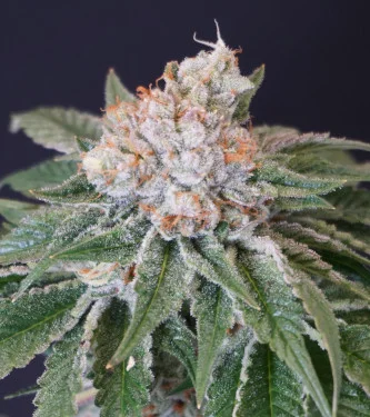 Kushi Melon van Karma Genetics