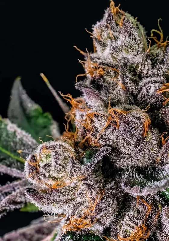 Trop Drops van Karma Genetics