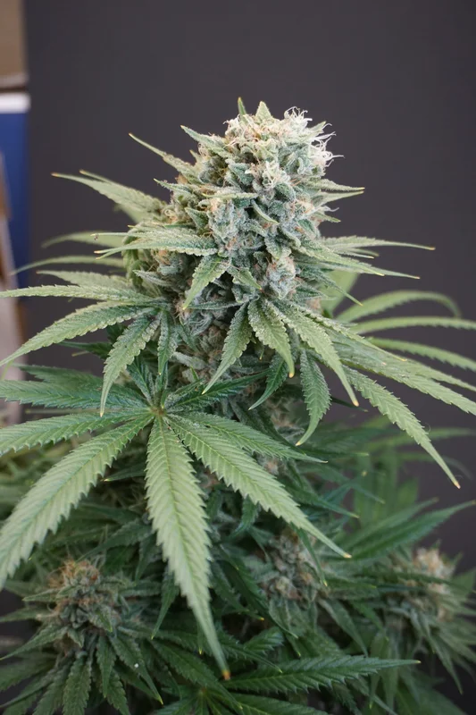 LeMello van Karma Genetics