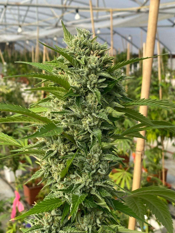 Goji Biker van Karma Genetics