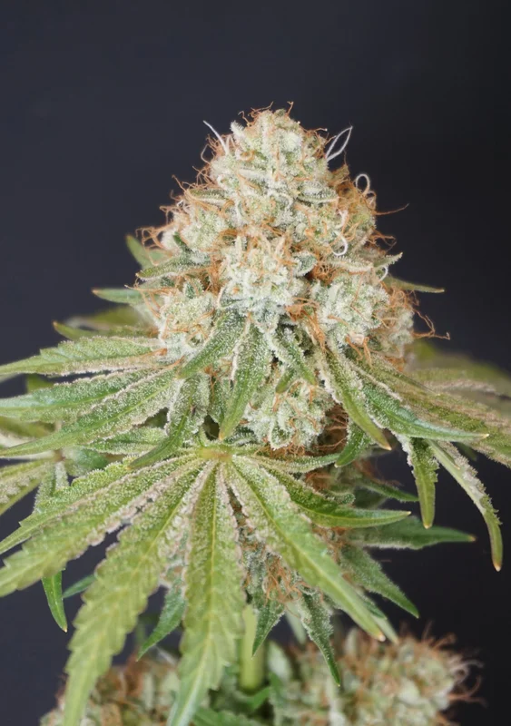 Rocky Melon van Karma Genetics