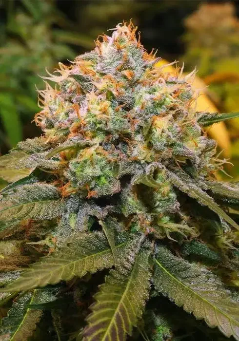 Honey Fresca van Karma Genetics