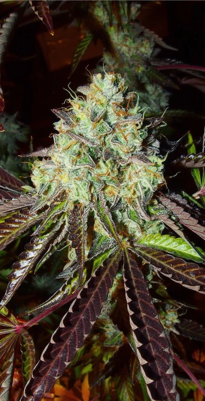 Pink Paletas van Karma Genetics