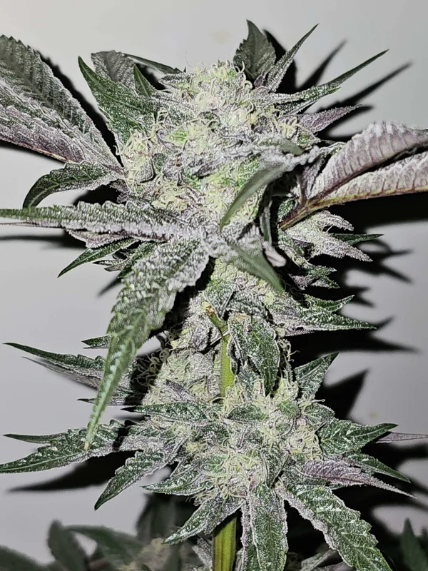 Pink Sherb van Karma Genetics