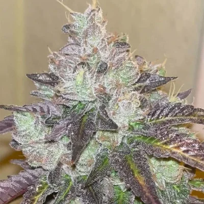 Head Rush van Karma Genetics