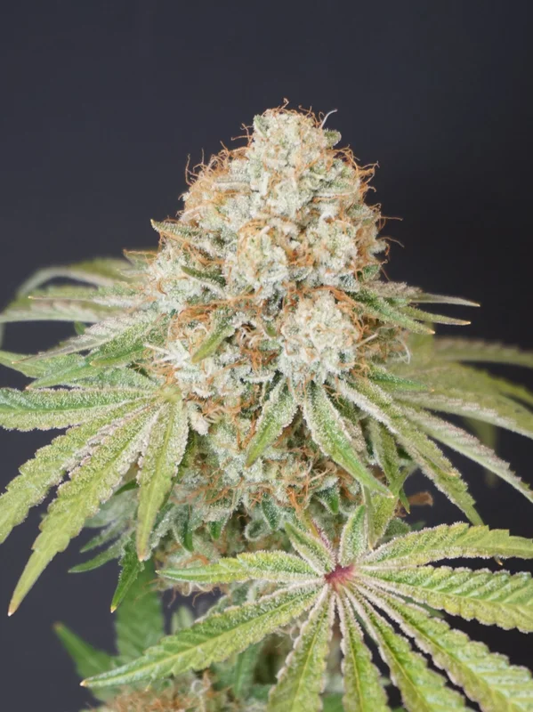 Rocky Melon van Karma Genetics