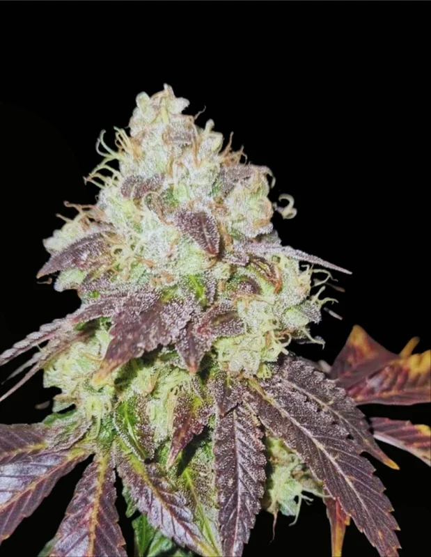 Gold Juice van Karma Genetics