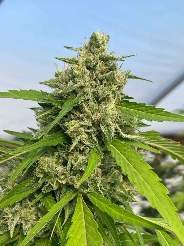 Judge Dread van Karma Genetics