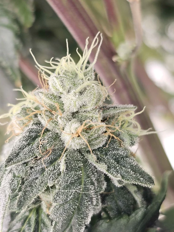 Club Kush van Karma Genetics