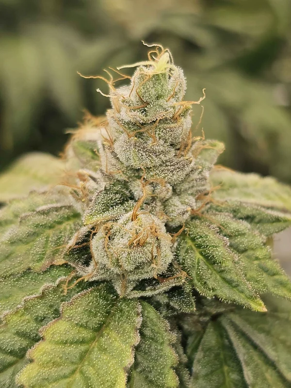 Club Kush van Karma Genetics