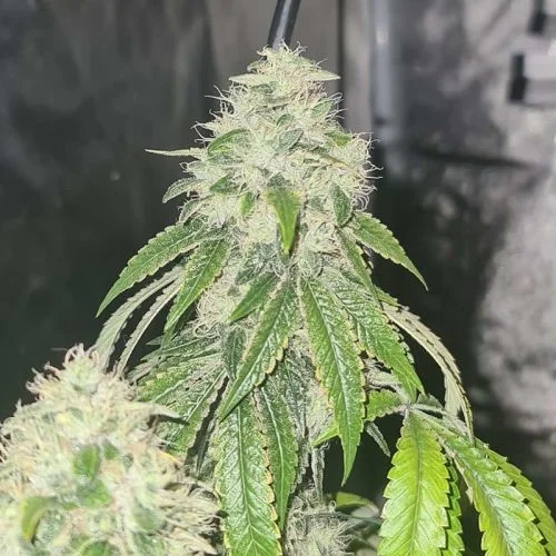 Sweet Biker van Karma Genetics
