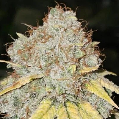 Banger Glue x Melon van Karma Genetics