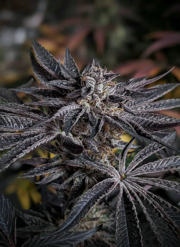 Pink Sherb van Karma Genetics