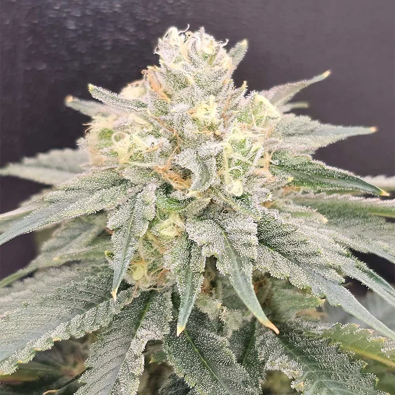 Bananzi van Karma Genetics
