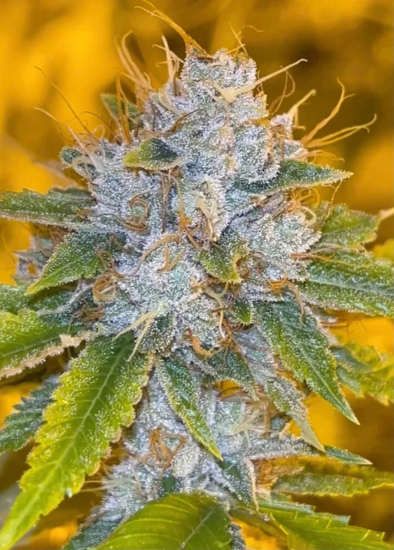Midnight Rumble van Karma Genetics