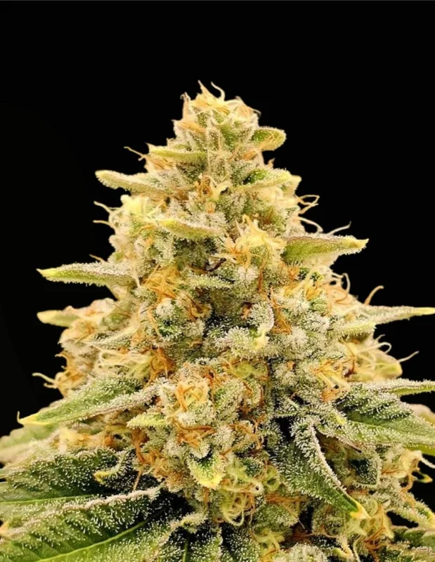 Nectar van Karma Genetics