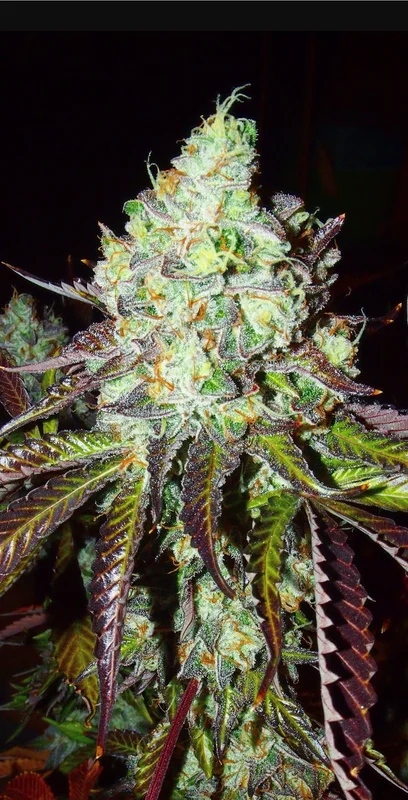 Pink Paletas van Karma Genetics