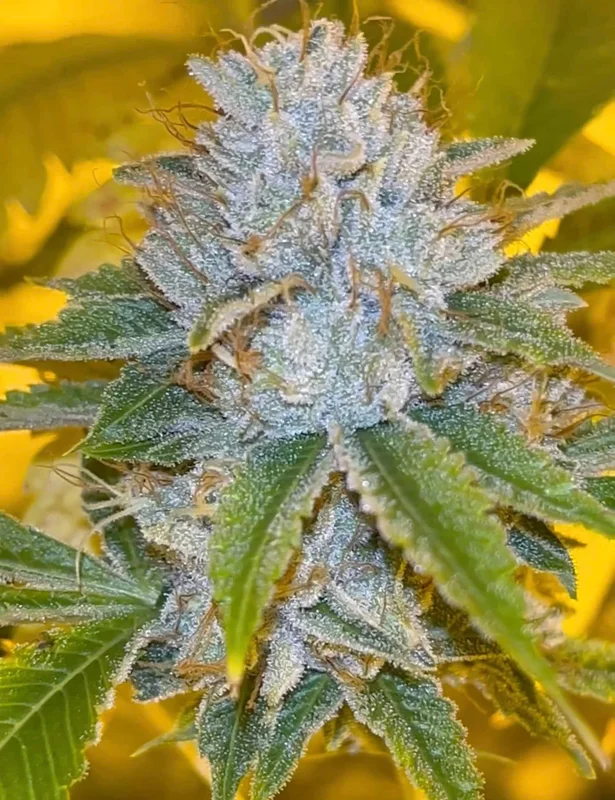 Midnight Rumble van Karma Genetics