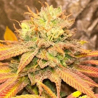 Smoke Trails van Karma Genetics