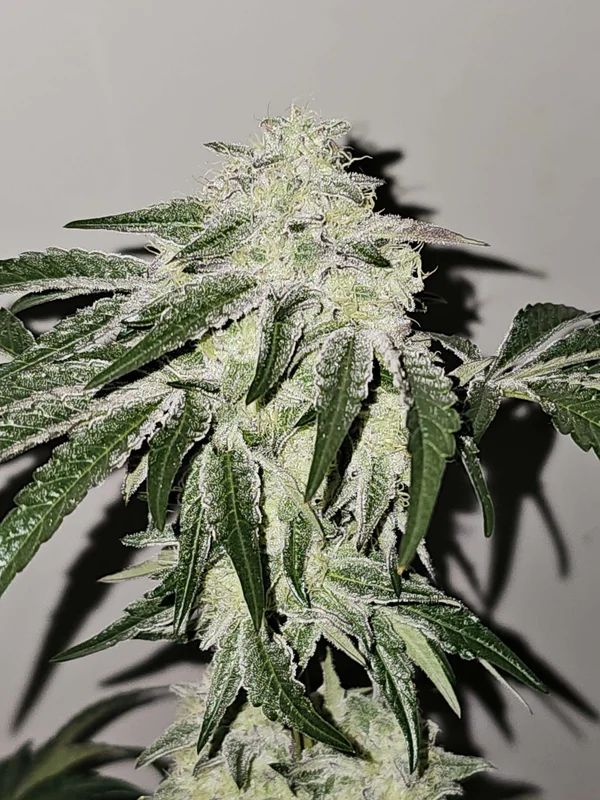 Pink Pie van Karma Genetics