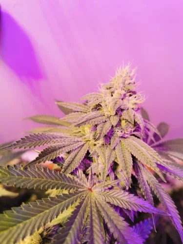 Banger Glue x Melon van Karma Genetics