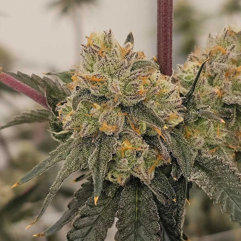 Gen Zi van Karma Genetics