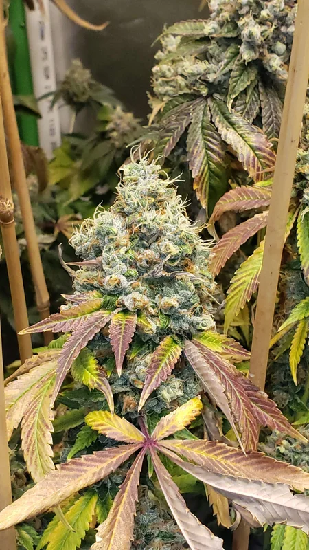 Sour Fire Tahoe van Karma Genetics