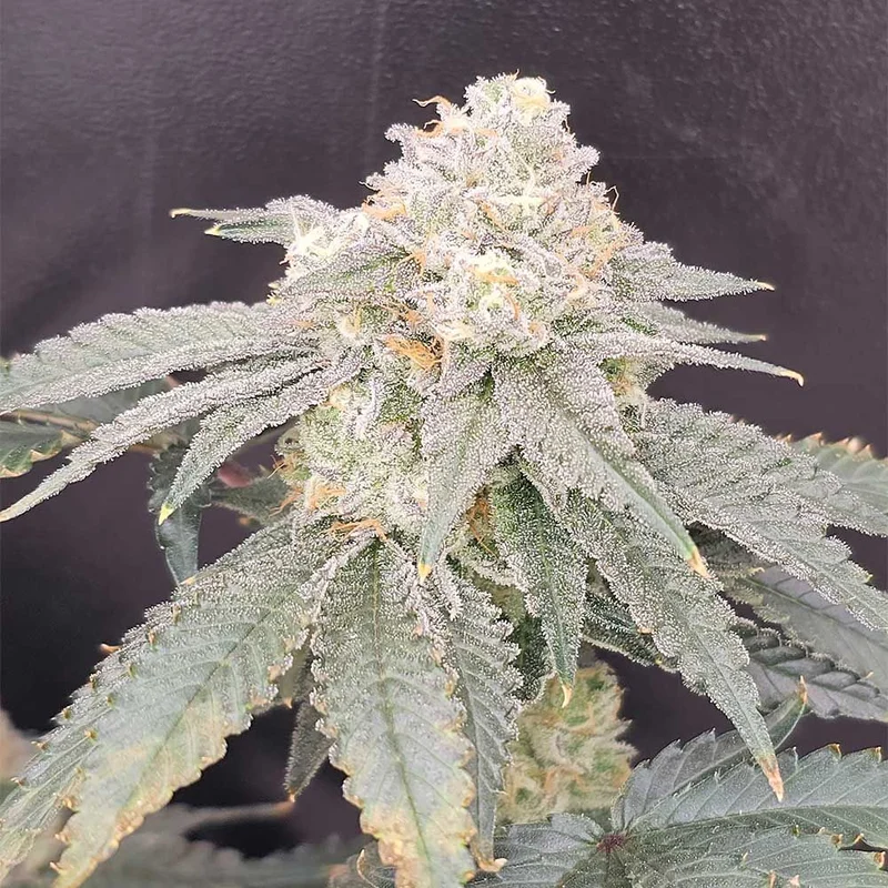 Gen Zi van Karma Genetics