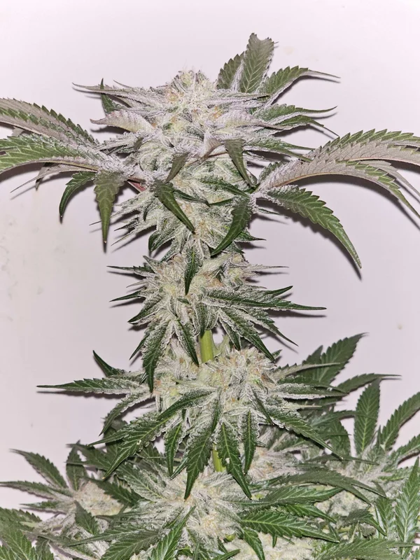 Hindu Runtz van Karma Genetics