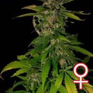 Double D van KC Brains