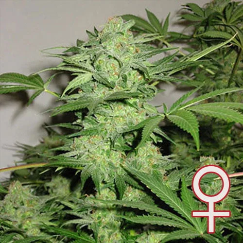 Northern Light Special van KC Brains