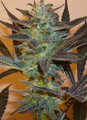KC 48 van KC Brains
