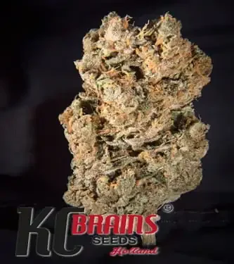 Space Mango van KC Brains