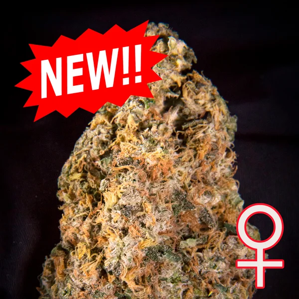 Diamond Queen Kush van KC Brains
