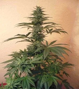 KC 39 van KC Brains