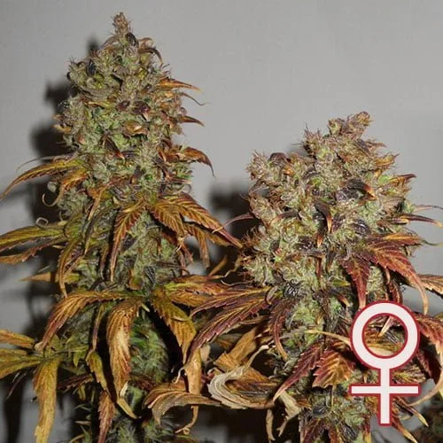 Mango van KC Brains