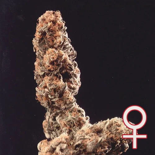 Afghani Special van KC Brains