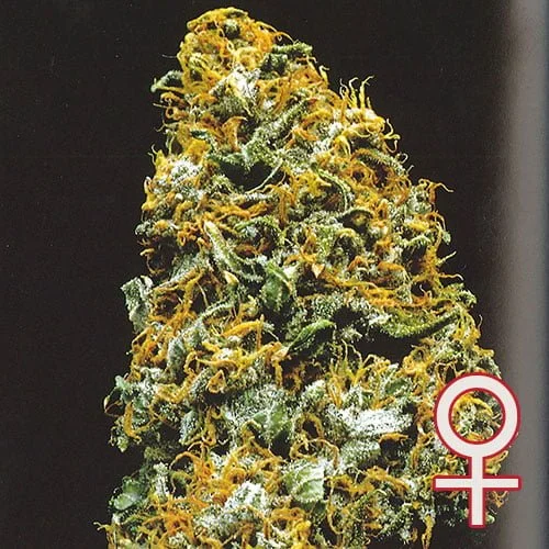 Cristal Paradise van KC Brains