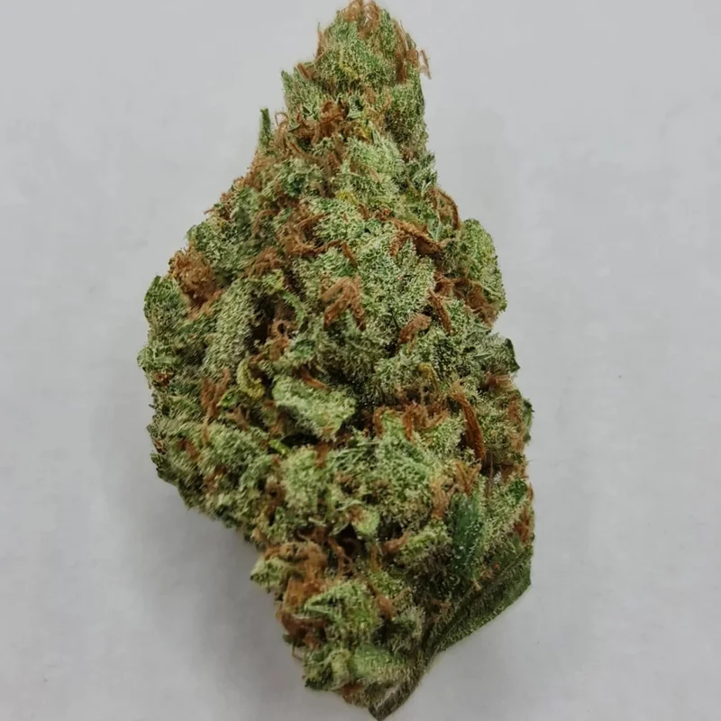 MAC Mango van KC Brains