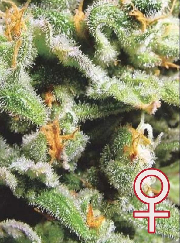 Cristal Limit van KC Brains