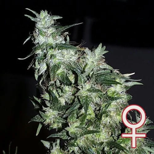 Haze Special van KC Brains