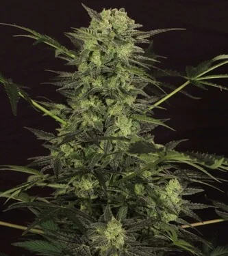 KC 51 van KC Brains