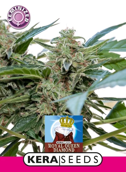 Royal Queen Diamond di Keraseeds