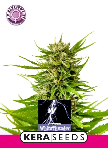 White Thunder di Keraseeds