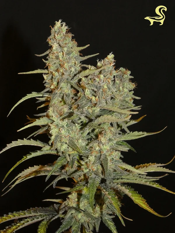 Aladdin's Skunk van Khalifa Genetics