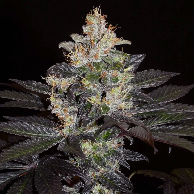 Balkh Hashplant van Khalifa Genetics