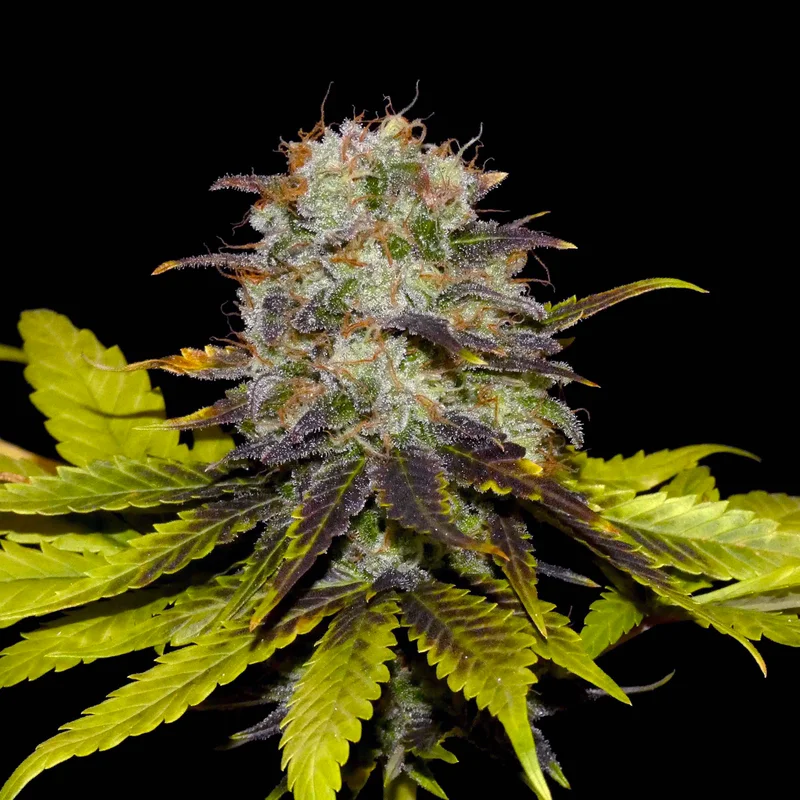 Persian Prince van Khalifa Genetics