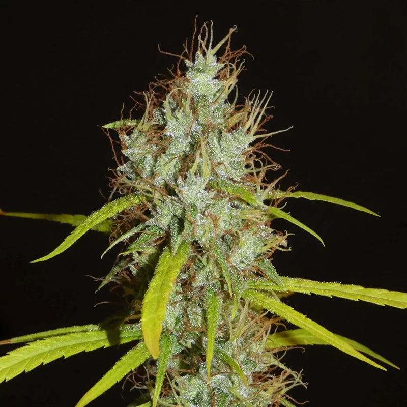 Maharaja Haze van Khalifa Genetics