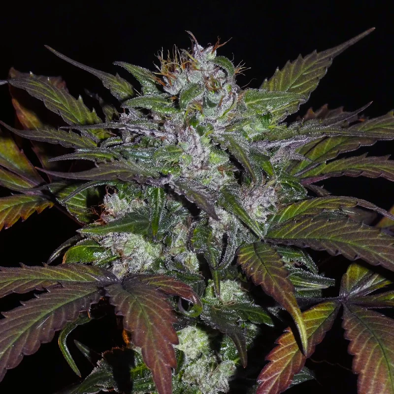 Sheberghan Hash Plant van Khalifa Genetics